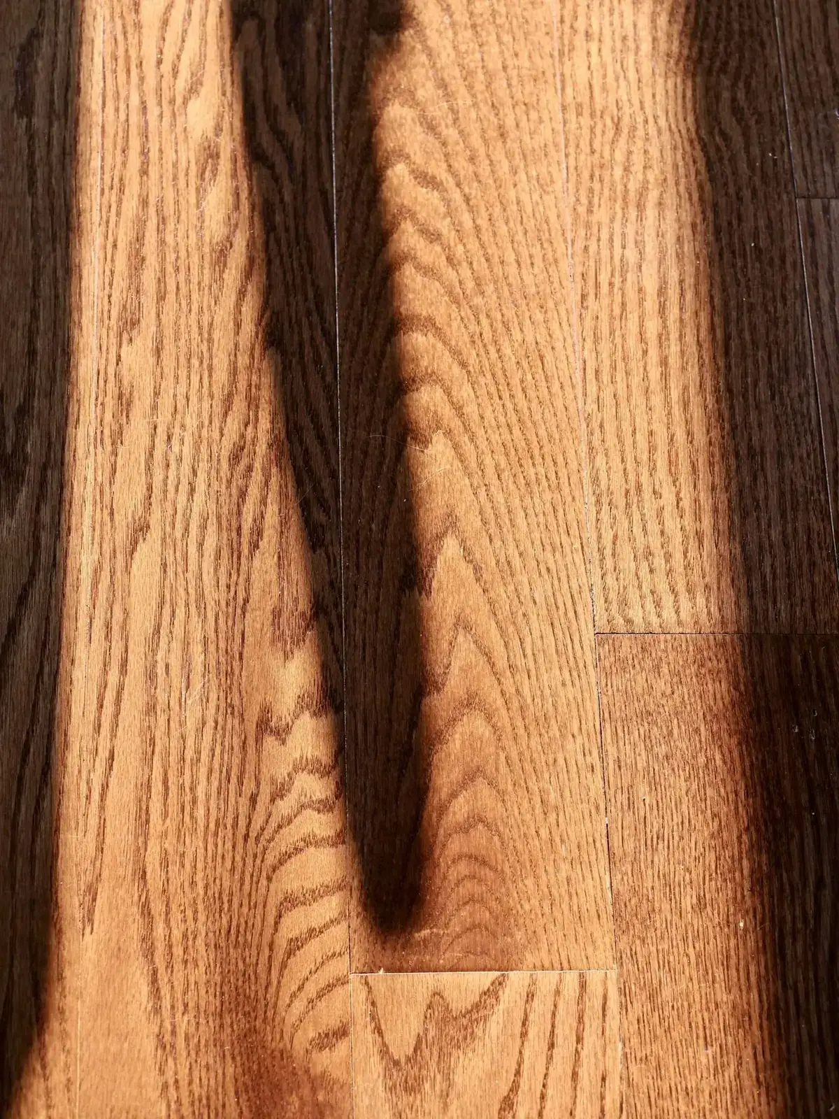 Golden oak, detail